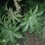 Mnqobi67 Profile Picture