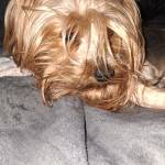 Chanè strauss Profile Picture