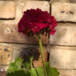 dinv3571 profile picture
