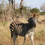Mianke van Rooyen profile picture